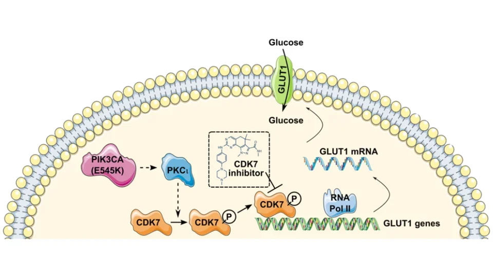 A graphical representation of a pathway in which CDK7 drives glucose consumption by transcribing the GLUT1 gene